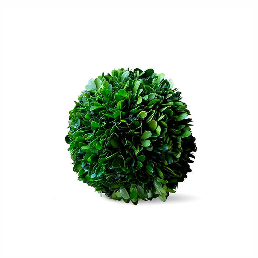 Preserved Boxwood Ball - Green, 6"